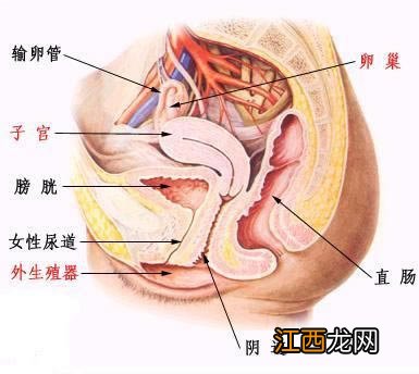 女性的隐秘部位到底什么样图片