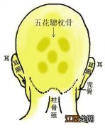 骨相图解：五花驄枕骨