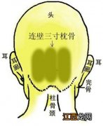 骨相图解：连璧三寸枕骨