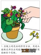 生活窍门：盆花修剪三法