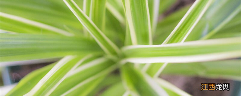 剪下来的吊兰怎么水培 剪下的小吊兰水培步骤视频