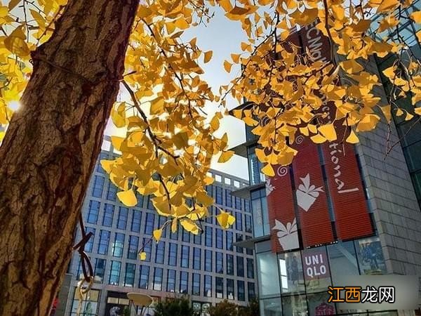 OPPO R15和OPPO R11S有什么区别?OPPO R15和OPPO R11S对比