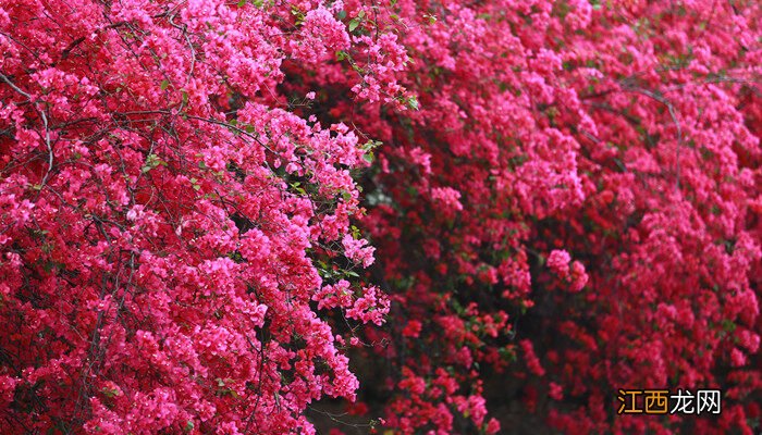 三角梅什么季节开花