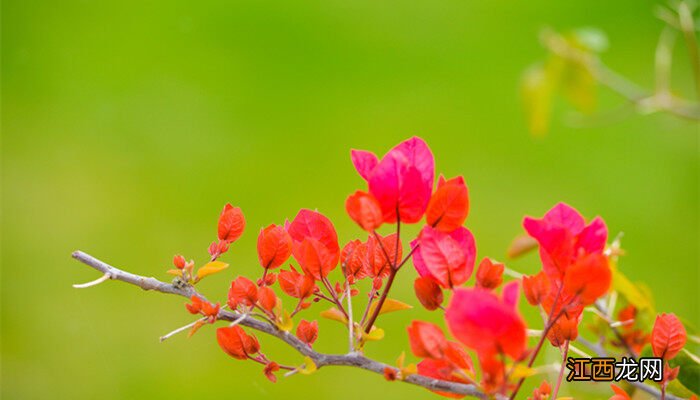 三角梅什么季节开花