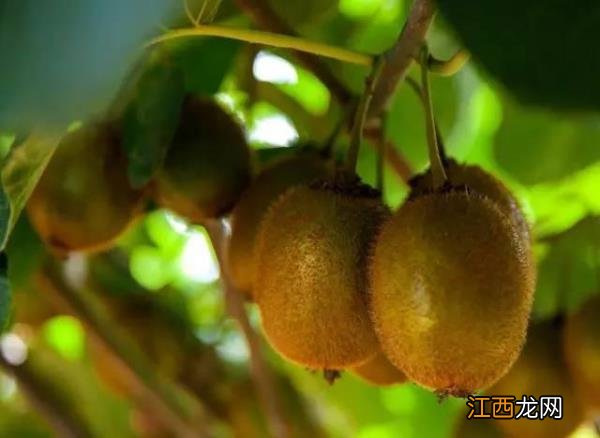 中国最具创新力城市——南阳南阳市有什么好吃的小吃