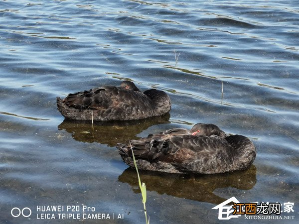 p20pro拍照什么水平 p20Pro拍照