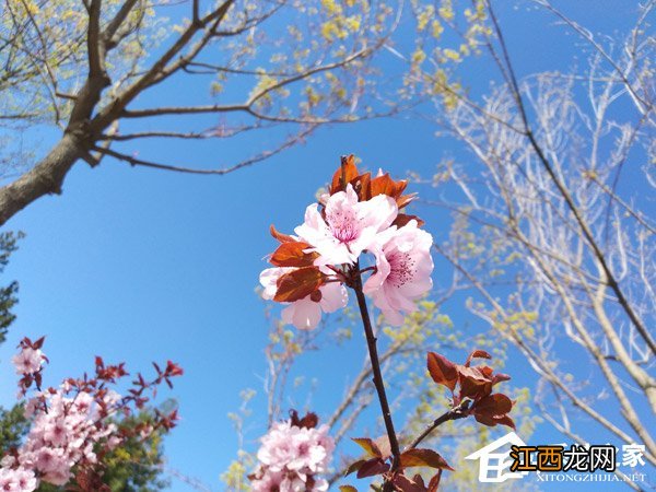 锤子坚果3缺点 坚果三手机怎么样