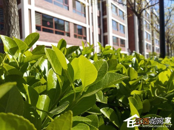 锤子坚果3缺点 坚果三手机怎么样