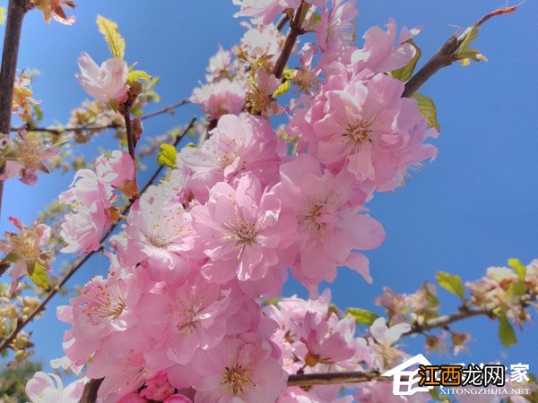 锤子坚果3缺点 坚果三手机怎么样