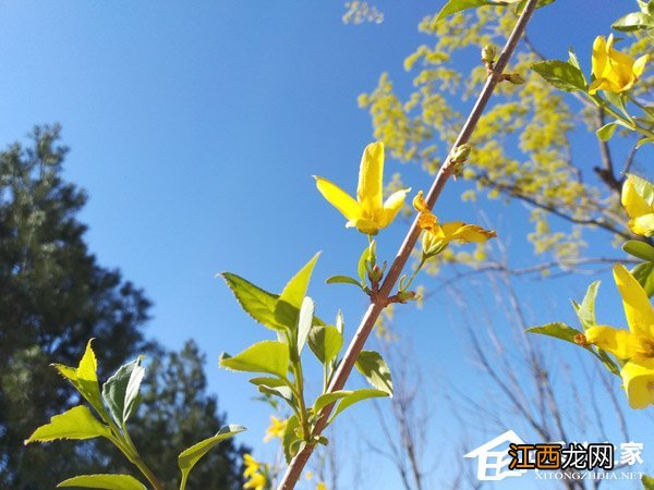 锤子坚果3缺点 坚果三手机怎么样