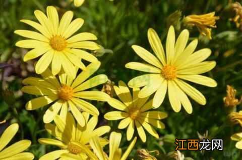 大暑节气来临，十招夏季养生小知识，请查收