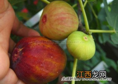 新鲜无花果的挑选及保存方法