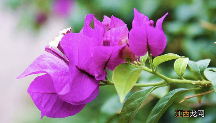 三角梅用什么肥料好