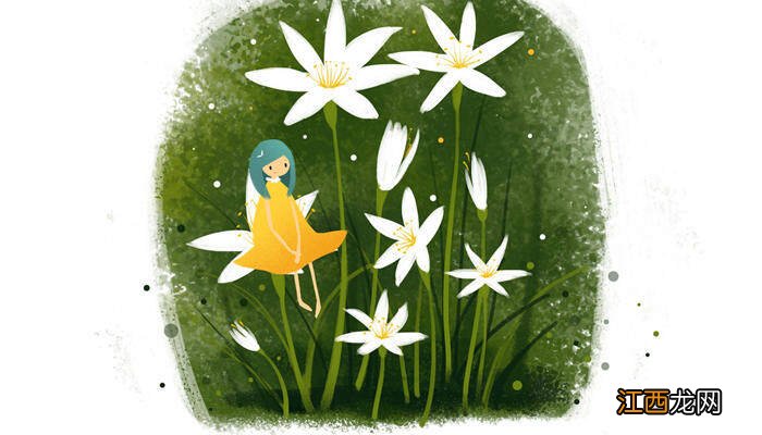 葱兰花的养殖方法