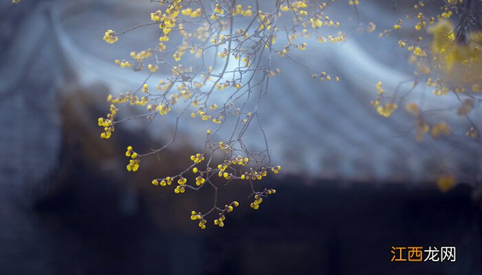 梅花的象征意义