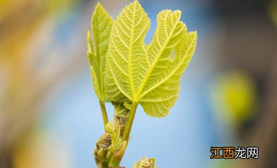 脚气具有传染性 治疗脚气的偏方推荐