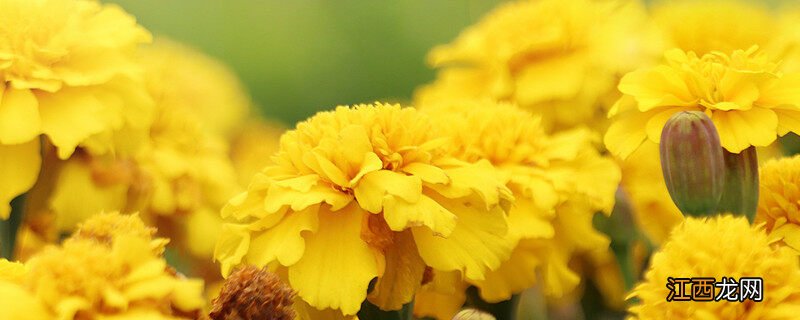 一枝黄花是什么植物