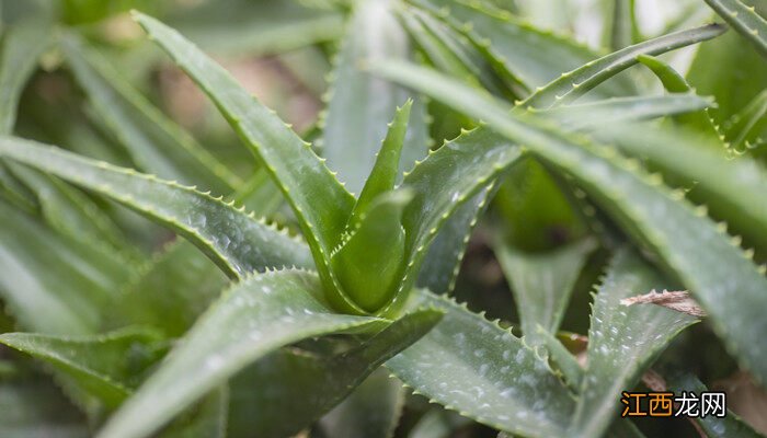 芦荟可以水培种植吗