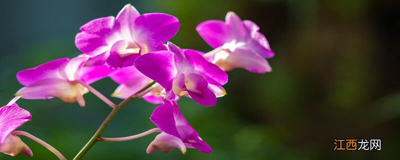 冬季兰花浇水的正确方法