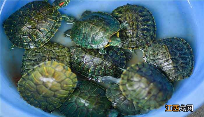 乌龟为什么寿命长 乌龟为什么能长寿