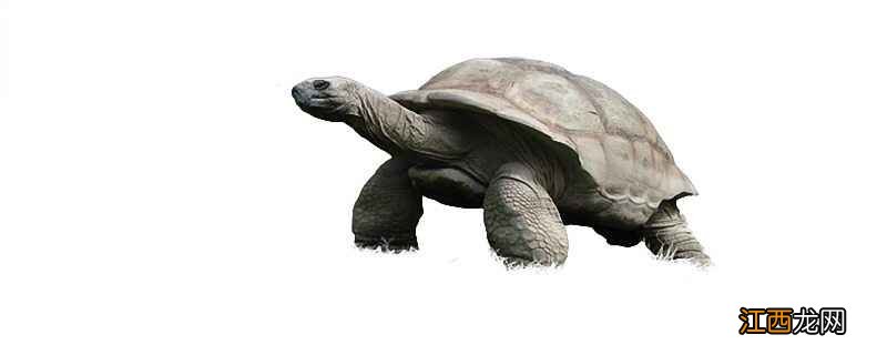 乌龟为什么寿命长  乌龟为什么能长寿