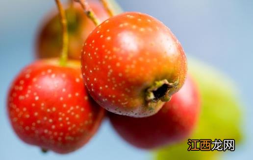 肉吃多了难消化 吃些山楂或许可以帮到你