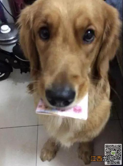 金毛无意叼回家100元钱,却破获了一个传销窝点