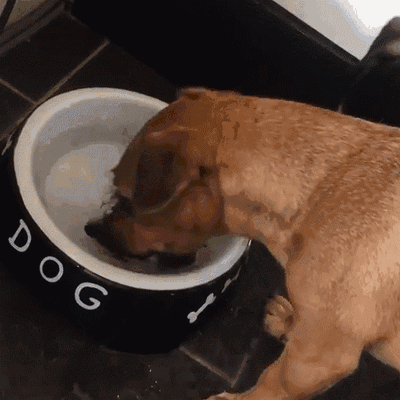 为了让狗狗喝水,买了这么一个水盆,结果...