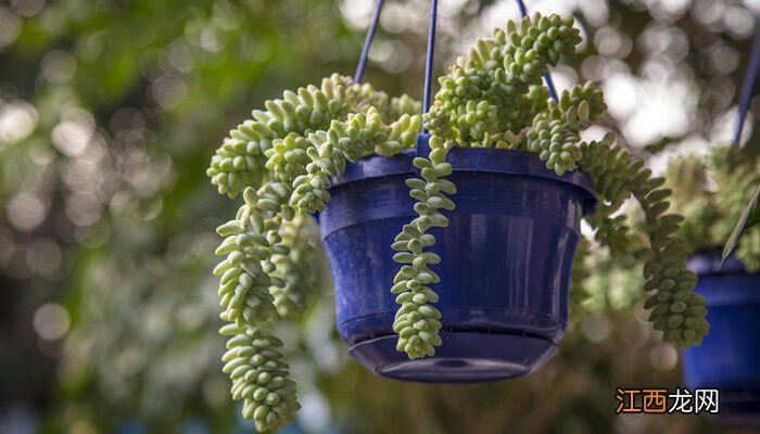 情人泪怎么养才爆盆