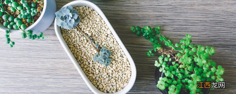 情人泪怎么养才爆盆