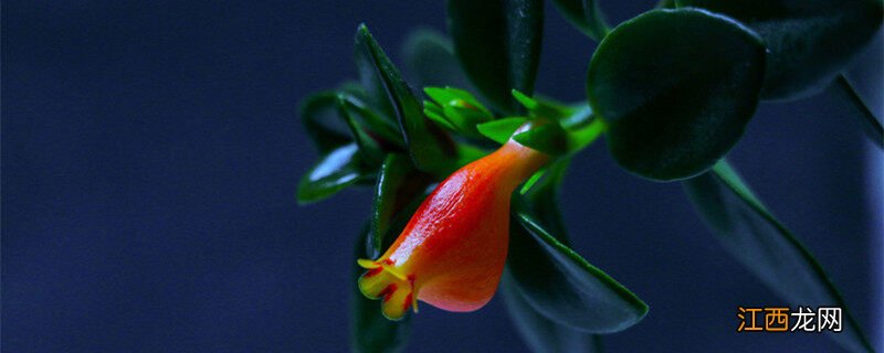 金鱼吊兰夏天能插活吗