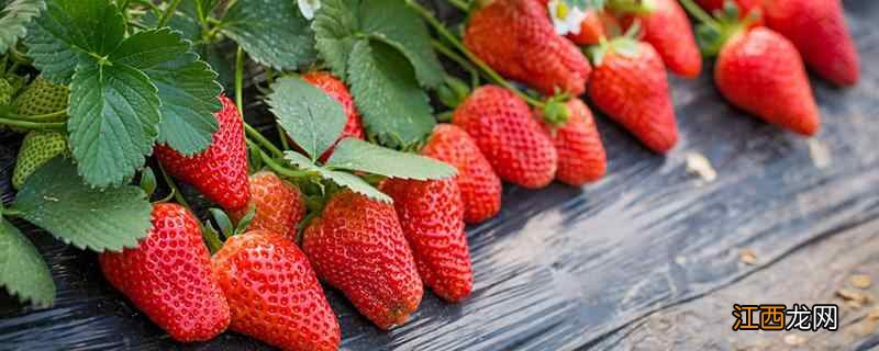 清洗草莓要不要去蒂  清洗草莓前需要去蒂吗