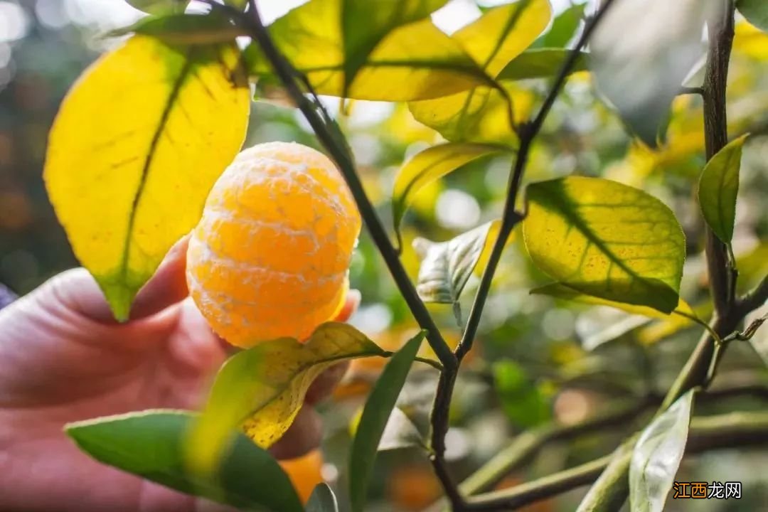 广西皇帝柑和沃柑的区别