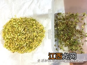 清洗桂花的详细步骤