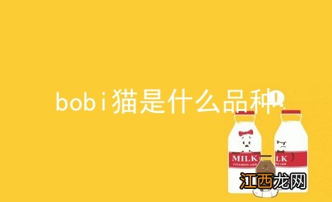 bobi猫是什么品种