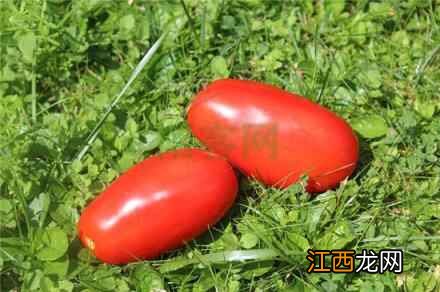 冬季养生食谱，这么吃可以有滋补的功效