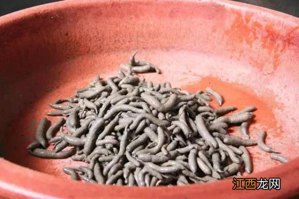 土笋冻的来历土笋冻的虫子