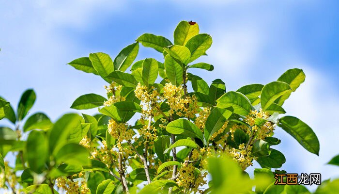 零下15°桂花能过吗