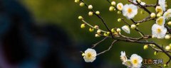 梅兰竹菊是四大名花吗