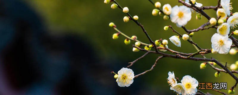 梅兰竹菊是四大名花吗