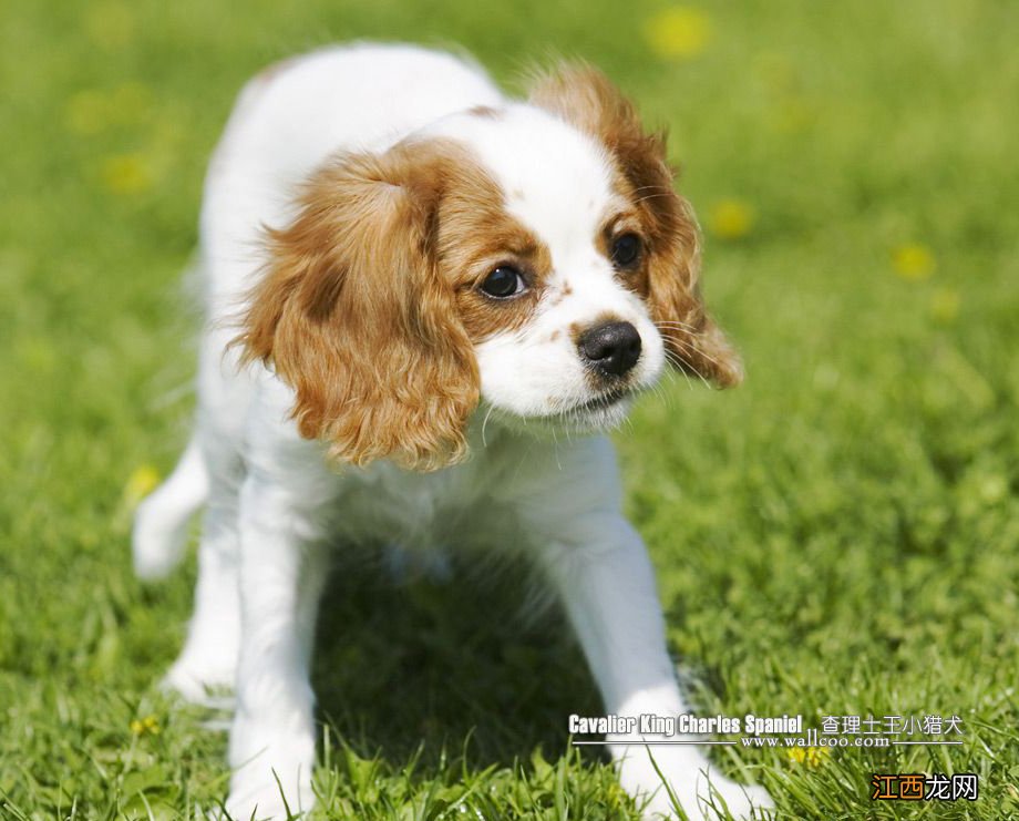 什么是查理士王猎犬