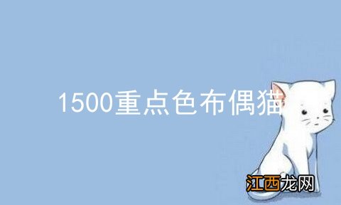 1500重点色布偶猫
