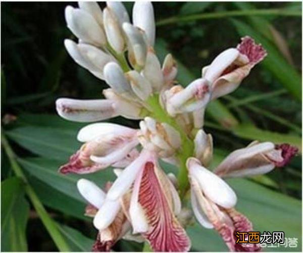 阳江有哪些美食?广东阳江特色美食小吃