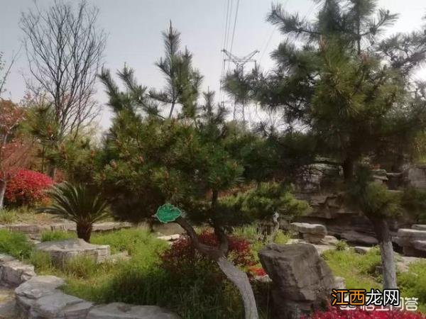 五一游玩扬州园博园扬中市有什么好玩的