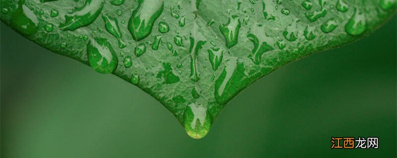 豆瓣绿的养殖方法和注意事项