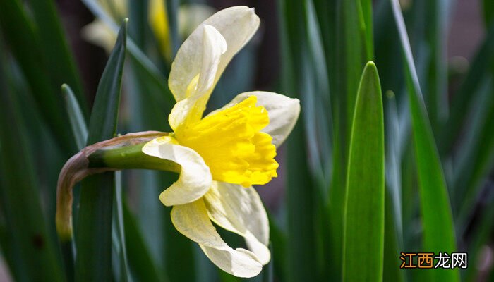 甲霜恶霉灵兰花杀菌方法