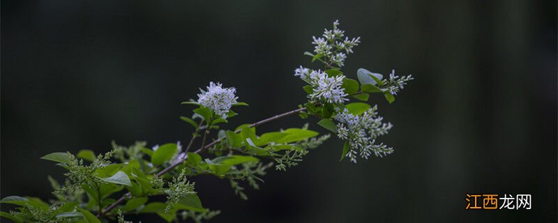 九里香种在家里禁忌