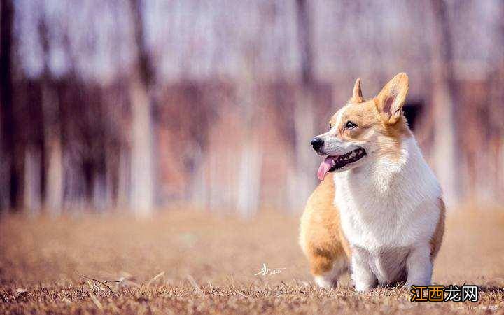 养狗需要办什么证？这些你都办了吗