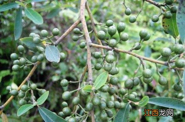 永州各区县的特产永州有哪些美食