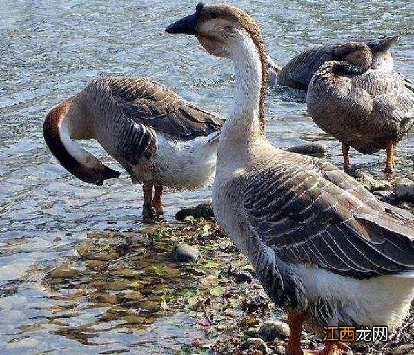 永州各区县的特产永州有哪些美食